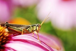 A grasshopper on a pink flower.