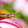 A grasshopper on a pink flower.