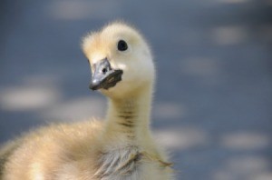 A wild baby goose.