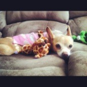 Cream colored dog in sweater lying on couch.