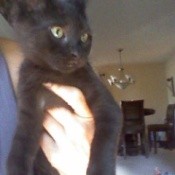 Hand holding a black kitten.