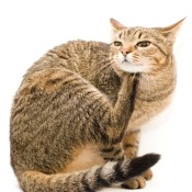 A cat scratching itself because it has fleas.