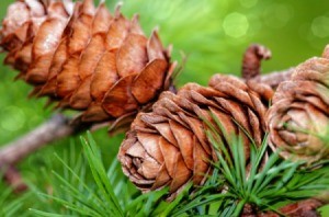 Pine Cones