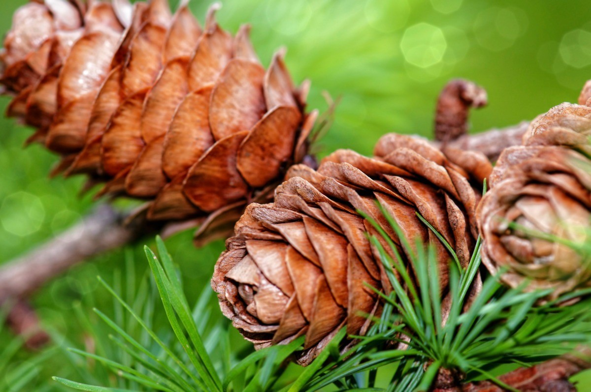 How Do You Harvest Almonds Getting Seeds From Pine Cones ThriftyFun