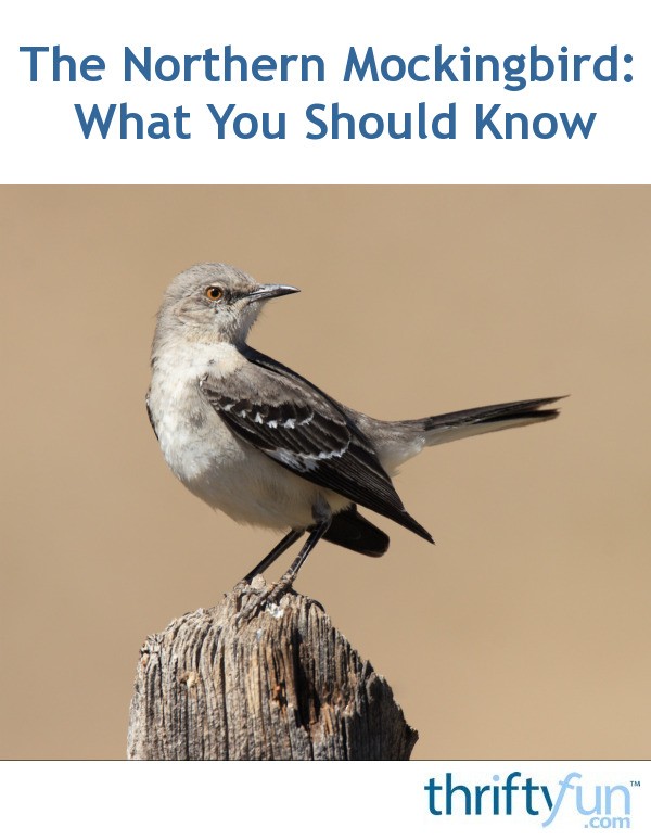 The Northern Mockingbird: What You Should Know | ThriftyFun