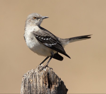 The Northern Mockingbird: What You Should Know