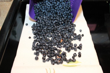 drying blueberries on paper towel