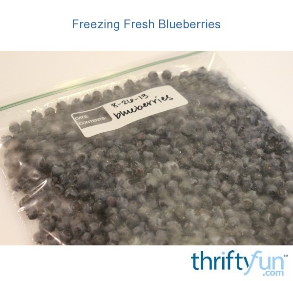 Freezing Fresh Blueberries ThriftyFun