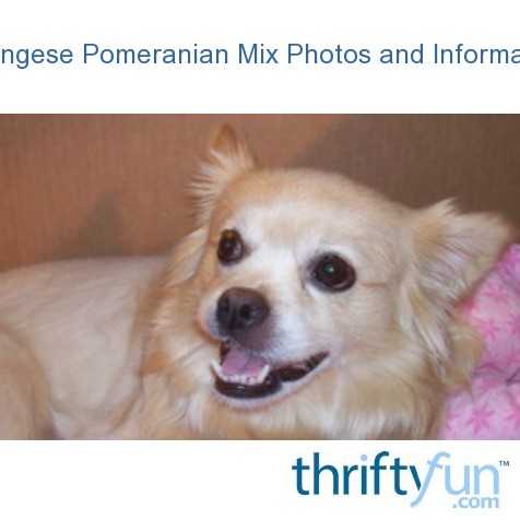 pekingese dachshund mix pictures