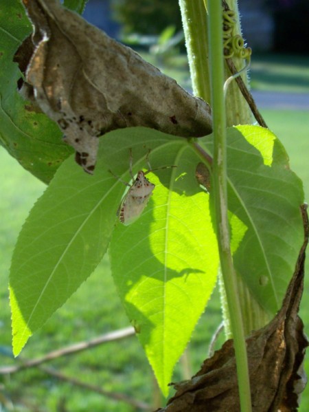 Albino Stink Bug