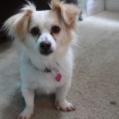 Small tan and white dog.