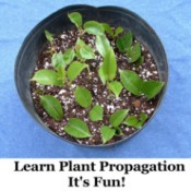 Mandevilla Cuttings