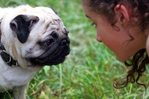 A girl talking to a pug.