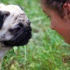 A girl talking to a pug.