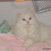 Sophie on pink piece of laundry in dryer.