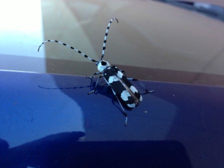 black and white bug