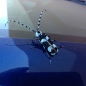 black and white bug