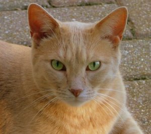 Orange tabby cat.