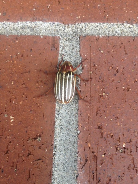 striped beetle