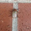 striped beetle