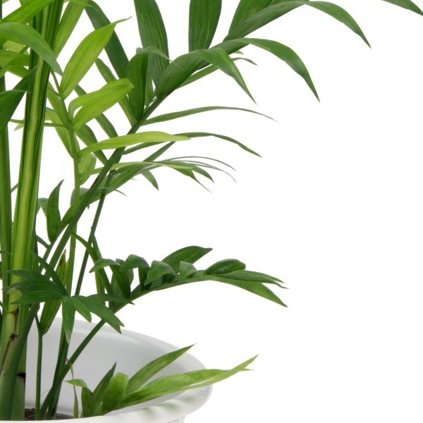 bamboo palm plant care indoor plants