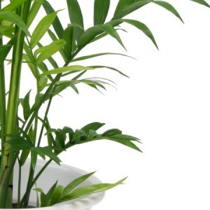 Bamboo Palm in white pot.