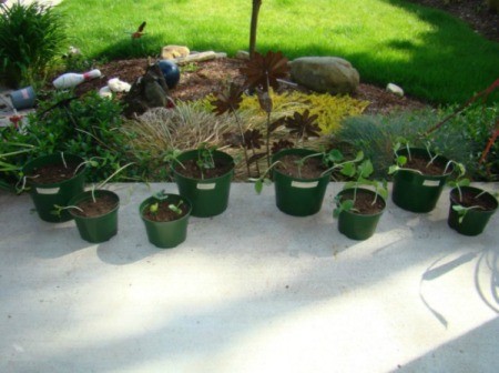 transplanted seedlings