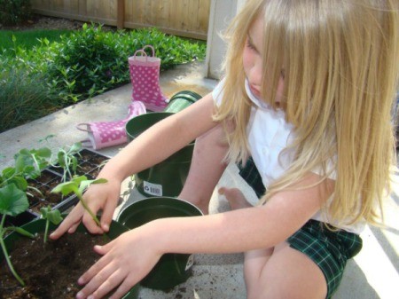 transplanting seeds