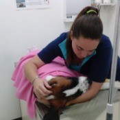 Saint Bernard puppy on vet exam table.