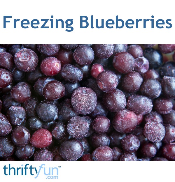 Freezing Blueberries ThriftyFun