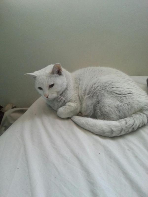 Very light grey cat on bed.