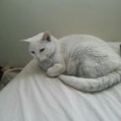 Very light grey cat on bed.