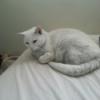 Very light grey cat on bed.