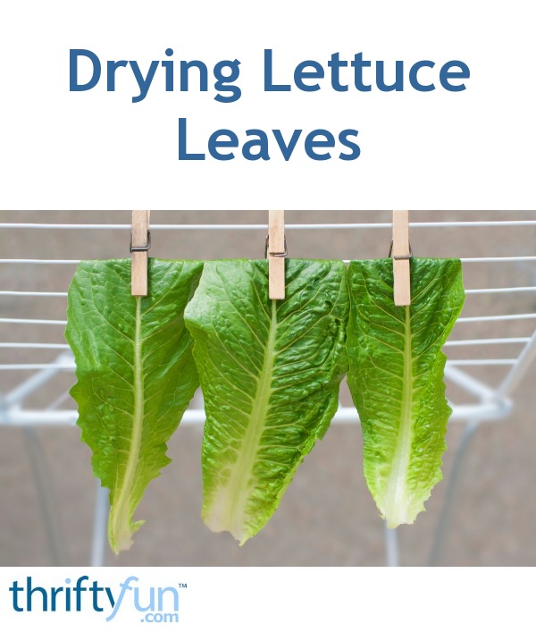 Drying Lettuce Leaves for Salad ThriftyFun