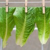 Drying Lettuce Leaves