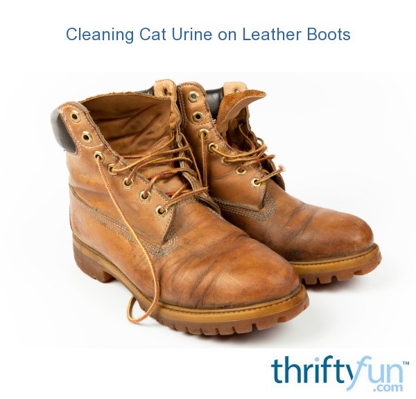 How To Get Cat Pee Out Of Leather Shoes Cat Lovster