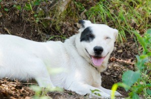 White dog sitting in the backyard.