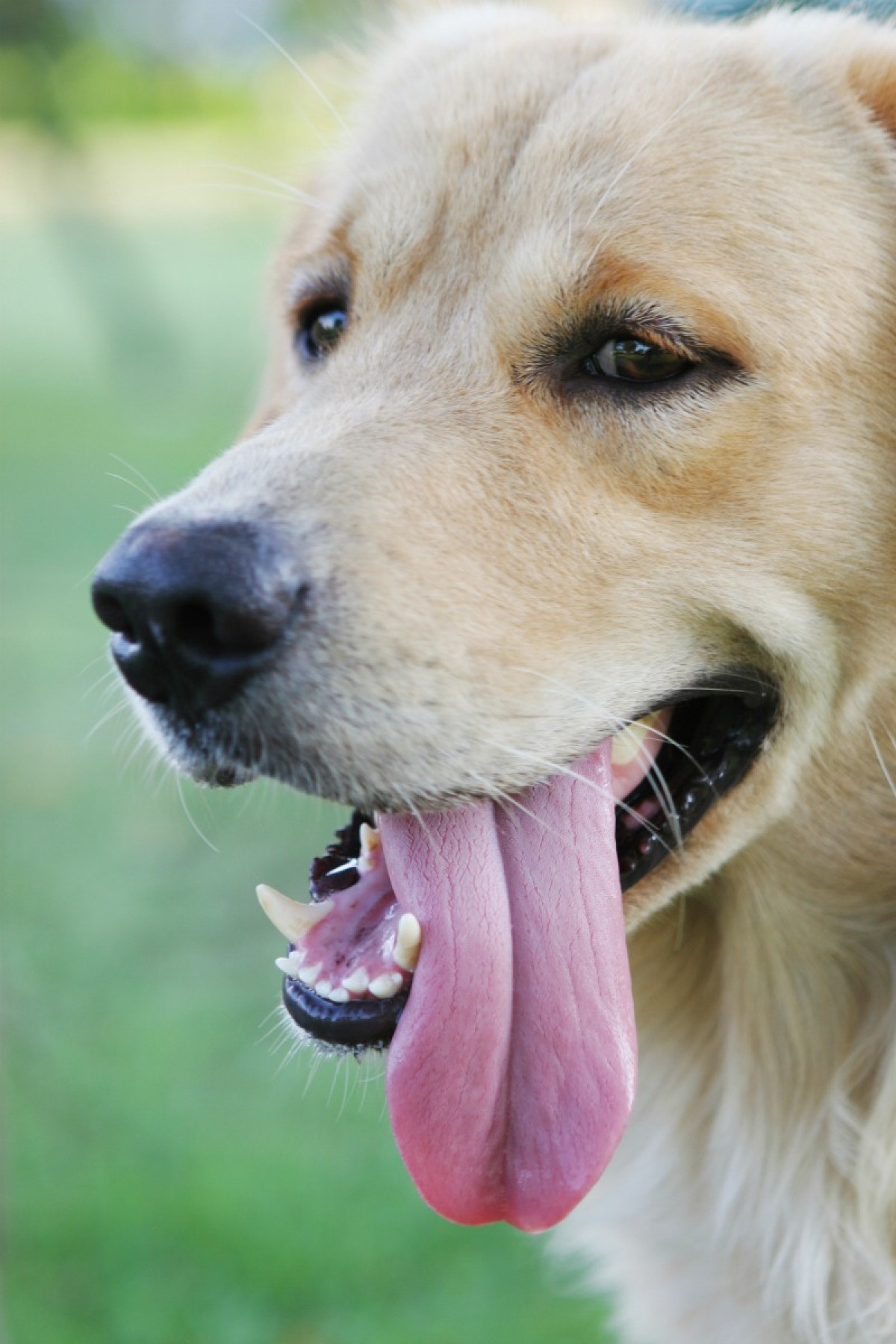 dog tongue app snap chay