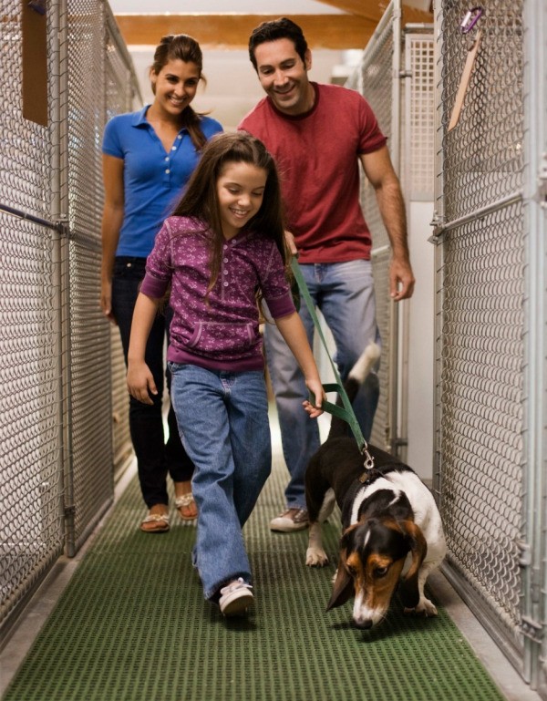 Services Offered at Animal Shelters | ThriftyFun