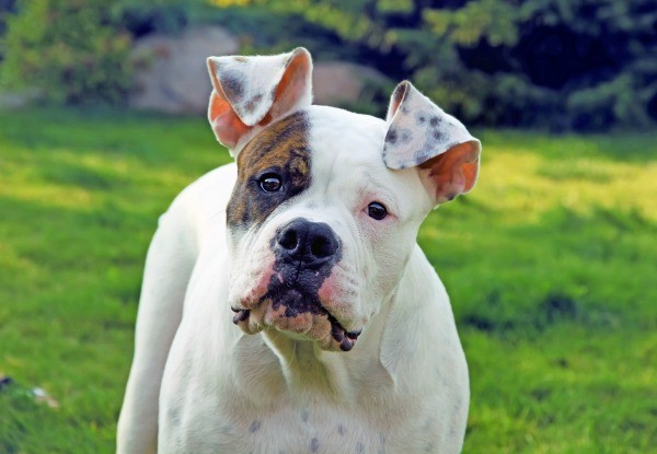 American Bulldog Breed Information and Photos | ThriftyFun