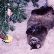 Desire under the tree.