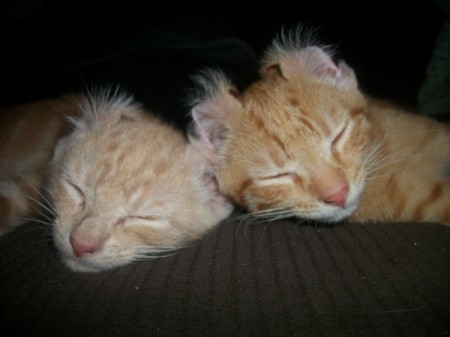 Two orange tabby colored cats sleeping together, with ear tips flipped back.