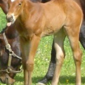 Young filly