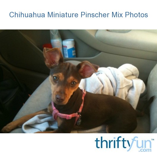 Chihuahua Miniature Pinscher Mix Photos | ThriftyFun