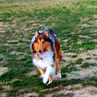 Collie running.