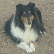 Beautiful Collie lying down.