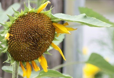 Closeup of sunflower head.