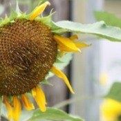 Closeup of sunflower head.
