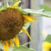 Closeup of sunflower head.