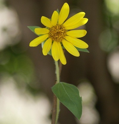 Small sunflower.